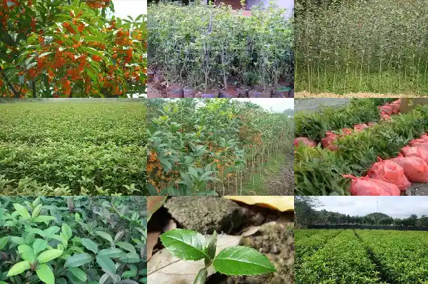 干桂花能泡酒吗?怎么泡好1689034785497