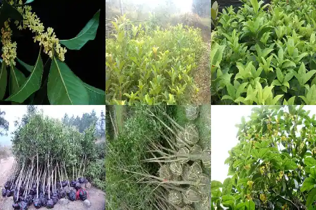 七月份桂花开了1686183959651