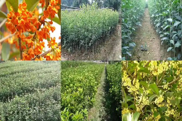 七月桂花开了怎么回事1686183981164