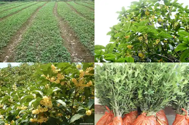 七月桂花开了怎么回事1686183981305