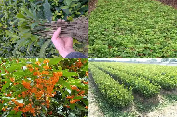 桂花是红色的吗1686184001344