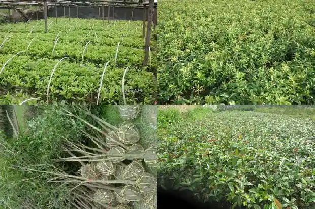 桂花是红色的吗1686184001391