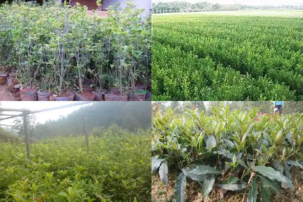 红色的桂花叫什么桂1686184018443