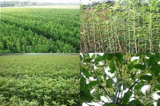 桂花有蓝色的吗?1686184053903
