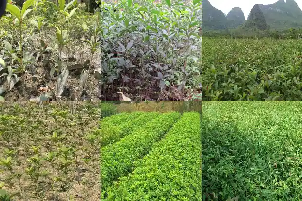 蓝色的桂花叫什么名字1686184075635