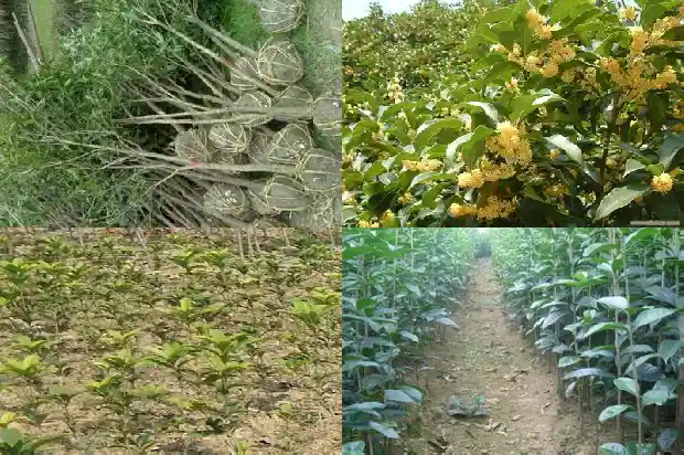 桂花的颜色有几种颜色组成1686184134546