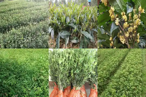 月桂树开花是桂花吗?1689838489392