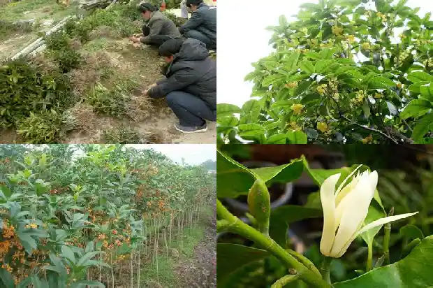 桂花的颜色有什么颜色1686184160050
