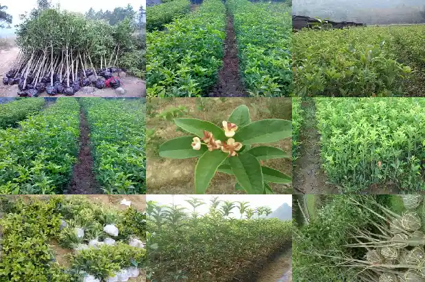 桂花簪的寓意和象征1686184183422