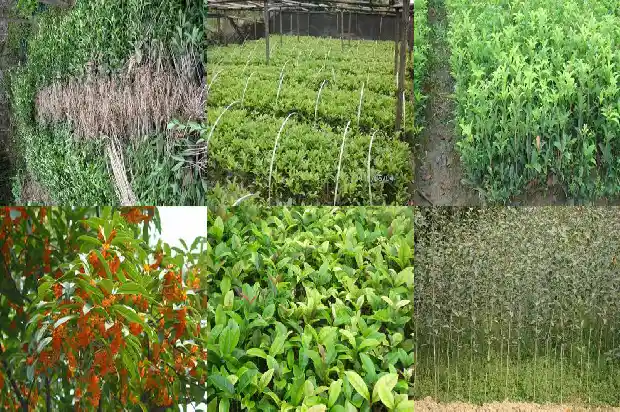 桂花簪的寓意和象征1686184183518