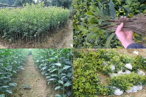 桂花花期长的品种有哪些1686184222551