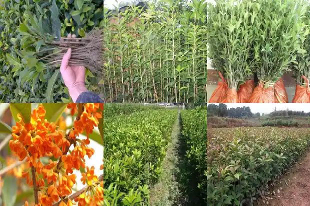 开花时间长的桂花品种1686184242439