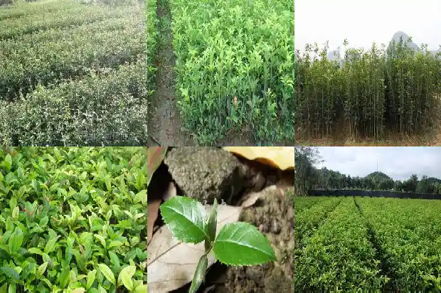 开花时间长的桂花品种1686184242487