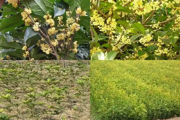 桂花月月红香吗1686184287390
