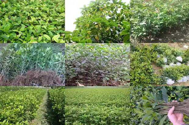 孕妇可以泡桂花茶喝吗1689122061462