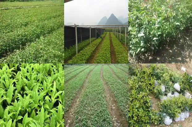 月桂花和桂花的花有区别吗1686184329664