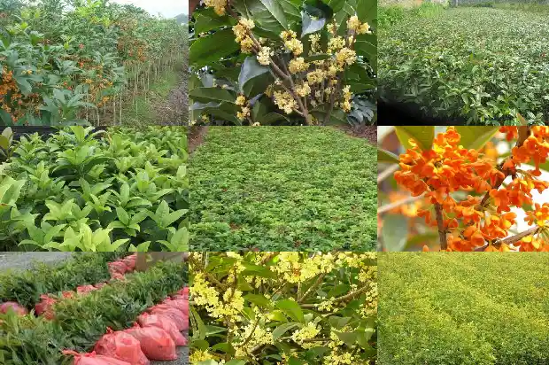 月桂花和桂花的花有区别吗1686184329712