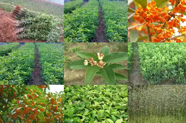 月桂花和桂花的花有区别吗1686184329759