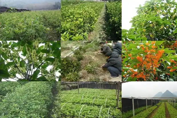 现在开花的桂花树是什么品种1690763608095