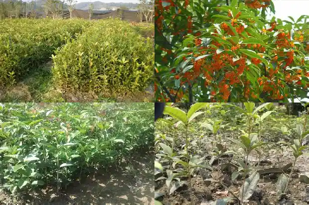 桂花红月桂品种如何区分1686184377537