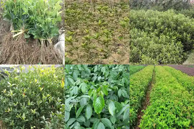 桂花红月桂品种如何区分1686184377585