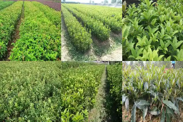 桂花茶配什么茶好1689577037931
