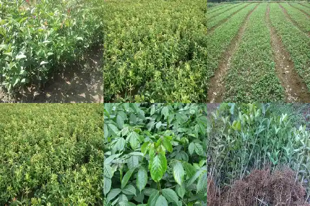 桂花红月桂品种如何选1686184401918
