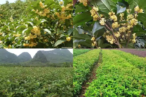 桂花红月桂品种如何选1686184402013