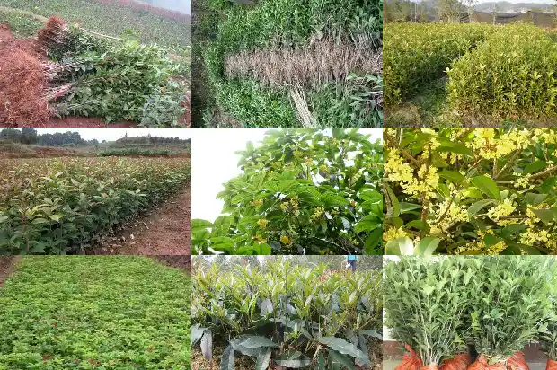 桂花又叫什么木什么1686184419852