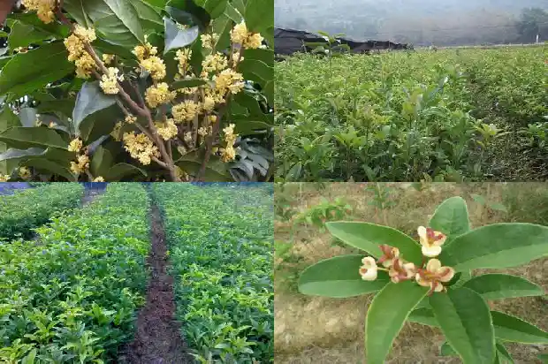 桂花又叫什么木什么1686184419900