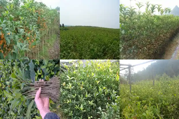 桂花又叫什么木什么1686184419948