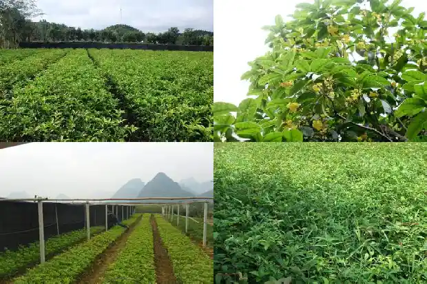 月桂花象征着什么1686184440176