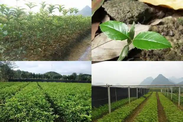 月桂花象征着什么1686184440224