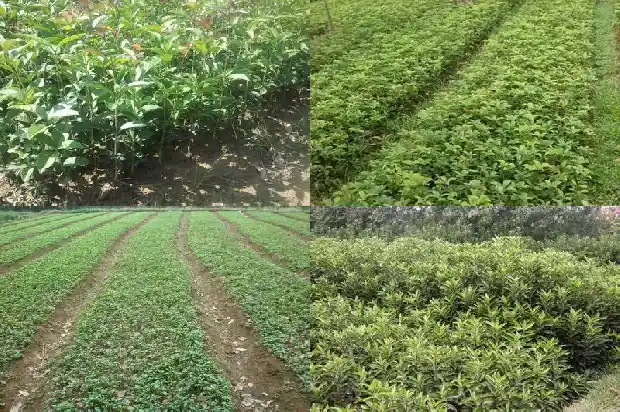 月桂花有什么颜色的花苞1686184460519
