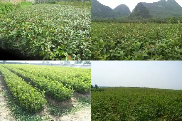 月桂花什么颜色的好看1686184480333