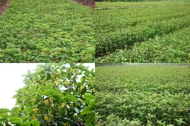 桂花什么颜色的可以吃1686184502536