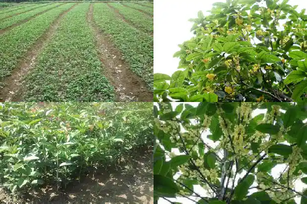 桂花什么颜色的花寓意最好?1686184534420