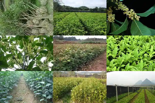 桂花的颜色有哪些?1686184554059
