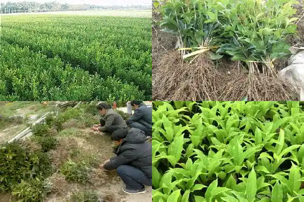 桂花的颜色有哪些?1686184554154