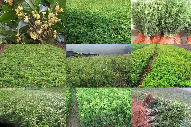 桂花是什么颜色的花1686184572677