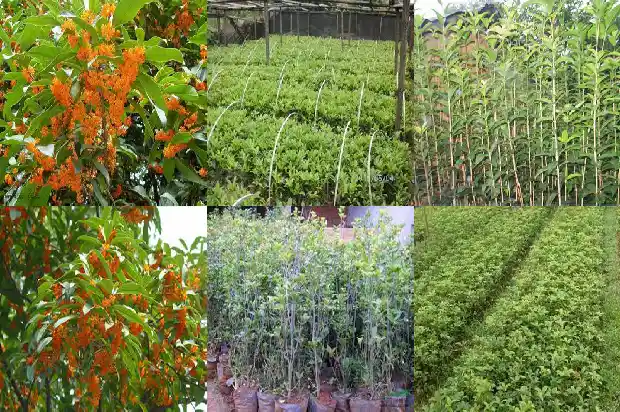 桂花是什么颜色的花1686184572724