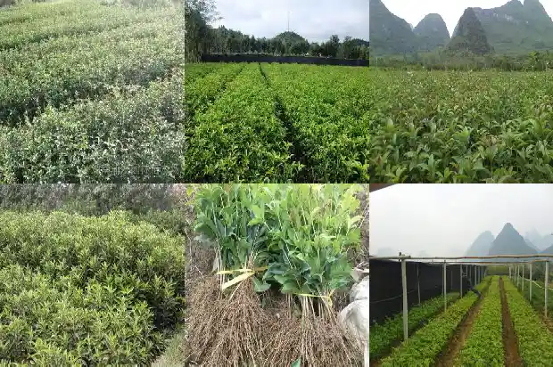 桂花的不同颜色1686184592621