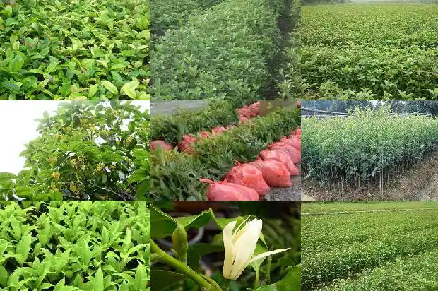 桂花白色棉絮状1686184615985