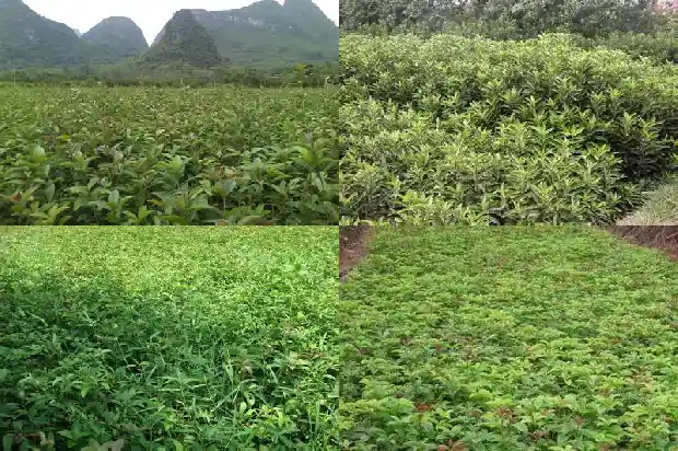 桂花白色的好还是红色的好1686184642116