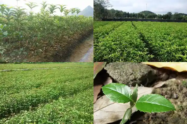 桂花白色的好还是红色的好1686184642257