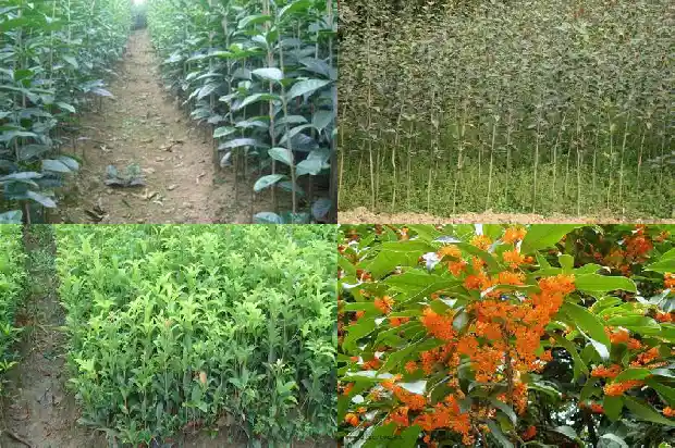 桂花是粉色的吗1686184744712