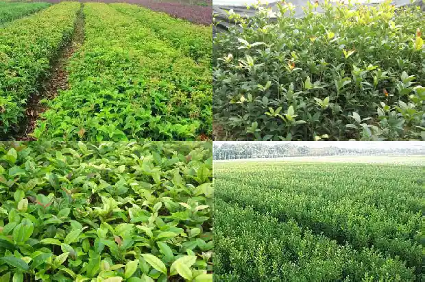桂花是粉色的吗1686184744760