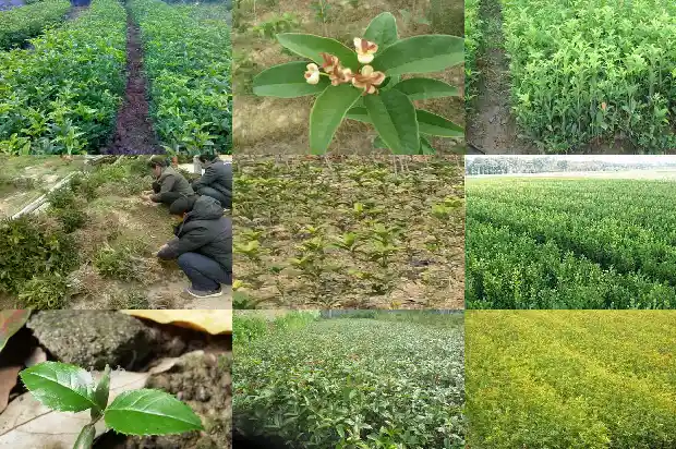 桂花是粉色的吗1686184744807