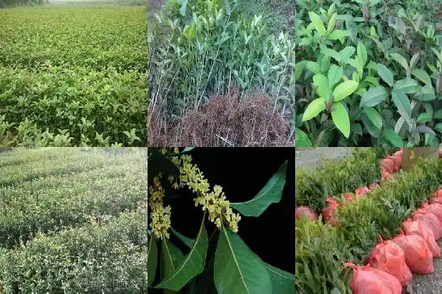 桂花是粉色的吗1686184744855