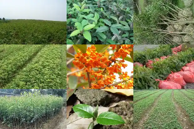 粉色的桂花叫什么品种1686184824420